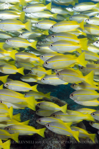 A Yellow tail snappers