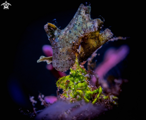 A Halimeda Decorator Crab 