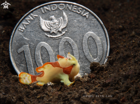 A Antennarius maculatus, juvenile | Baby warty  frogfish