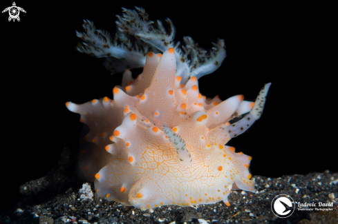 A Batangas Halgerda Nudibranch