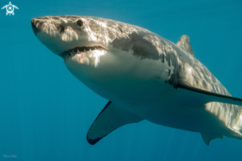 A Carcharodon carcharias | Great White Shark