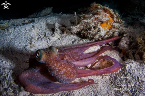 A Octopus briareus | Caribbean reef octopus