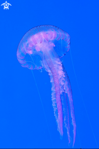 A Jellyfish