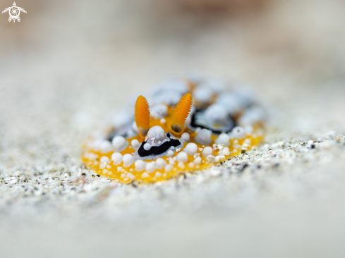 A Phyllidia ocellata | Nudibranc