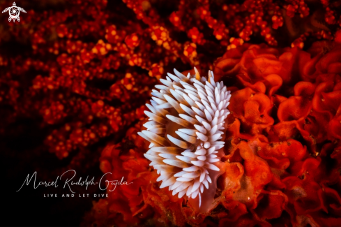 A Janolus capensis | Cape silvertip nudibranch