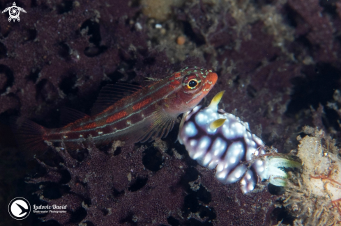 A Striped Triplefin