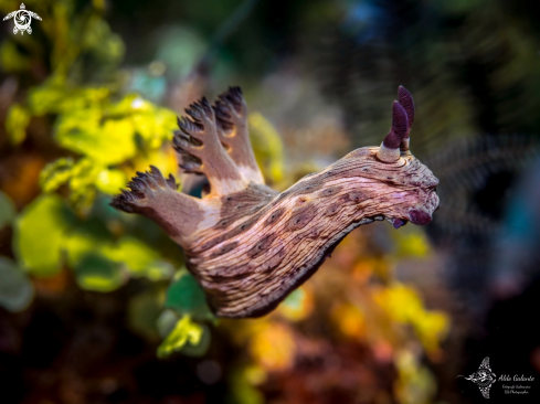 Nudibranch