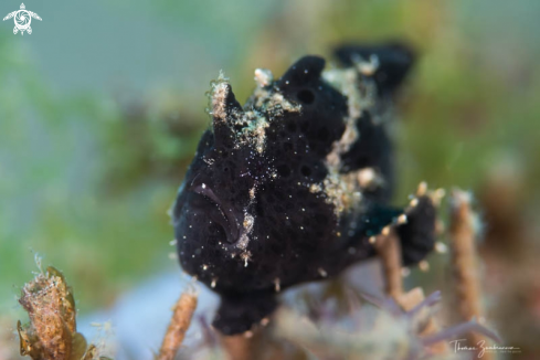 A Frogfish 