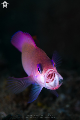 A Anthias