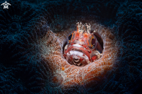 A blenny fish