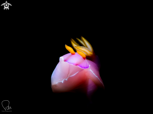 A Hypselodoris bullockii | Hypselodoris bullockii