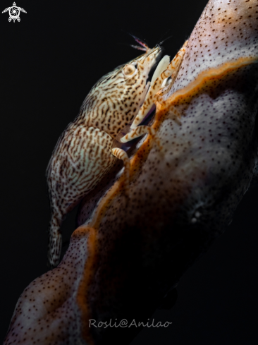 A Leopard shrimp