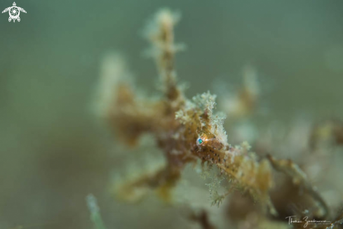 A Ghostpipefish 