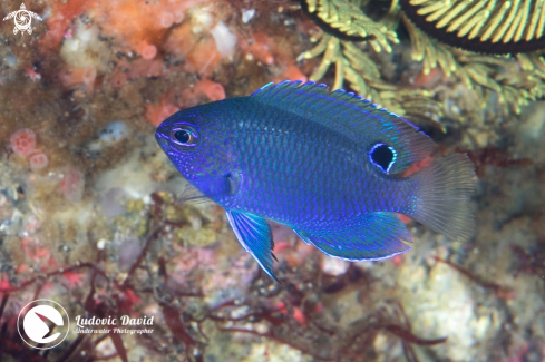 A Pomacentrus burroughi (Juvenile) | Burrough's Damsel