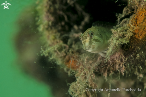 A Salaria fluviatilis | Cagnetta