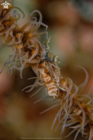 A shrimp on whip coral