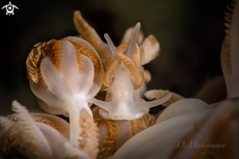 Nudibranch Phyllodesmium jakobsenae