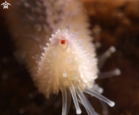 A Sea star