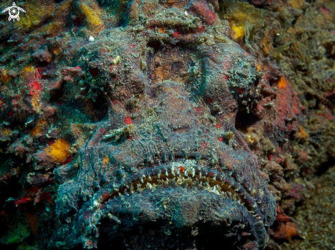 A Reef Stonefish  