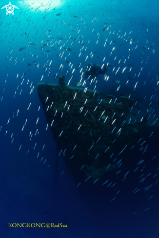 A SS Thistlegorm wreck