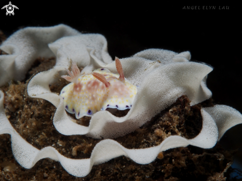 A Nudi laying eggs