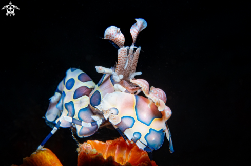 A Harlequin Shrimp