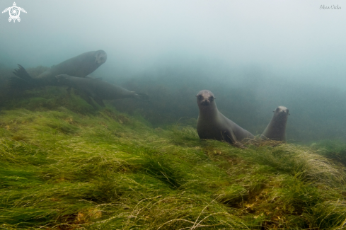 A Zalophus californianus | California Sea Lion