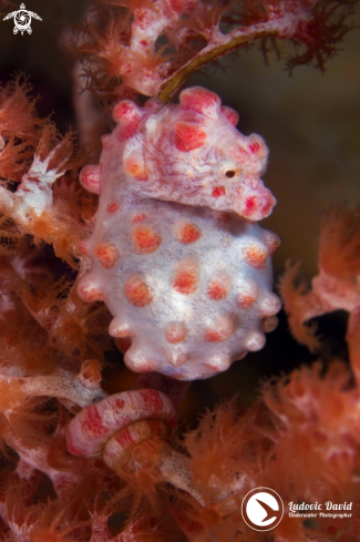 A Pygmy Seahorse