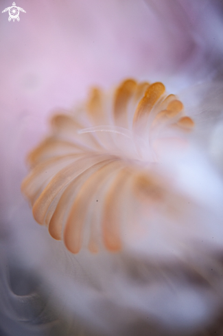 A Anemone