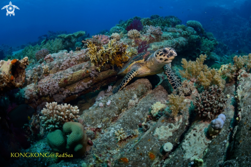 A Green Turtle