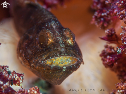 A Cardinal fish brooding eggs