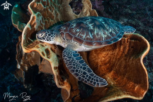 A Green Turtle