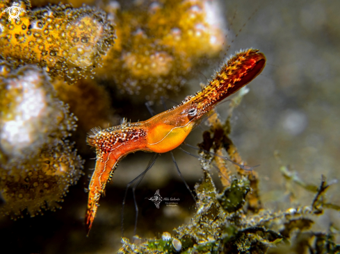 A Leander plumosus (Bruce, 1994) | Donald Duck Shrimp