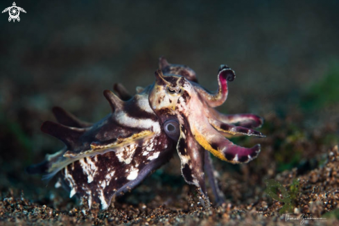 A Flamboyant Cuttlefish