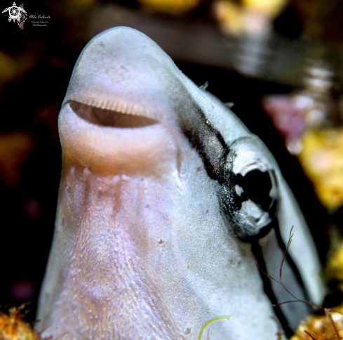 A Aspidontus taeniatus (Quoy & Gaimard, 1834)  | False Cleanerfish