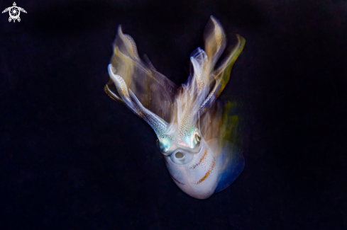 A Bigfin reef squid