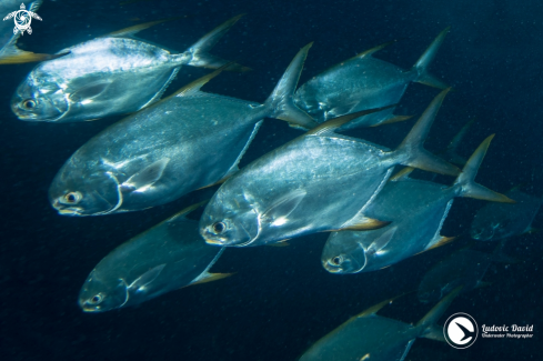 A Trachynotus blochii | Subnose Pompano