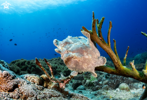 A Antennarius commersoni | Giant Frogfish