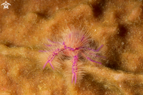 A Hairy Squat Lobster