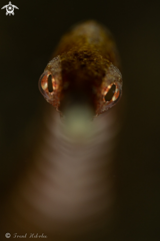 A Pipefish