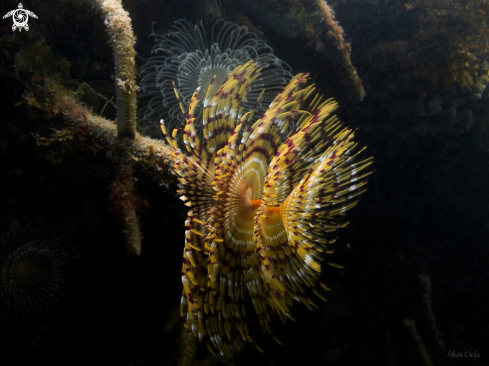 A Mediterranean fanworm