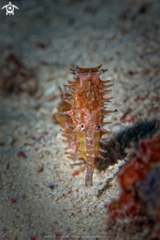 A Hippocampus histrix | Seahorse