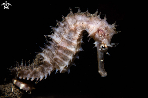 A Thorny Sea Horse