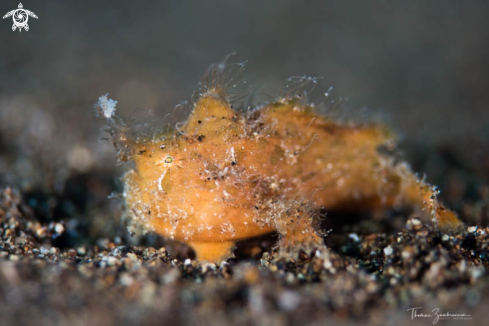 A Frogfish 