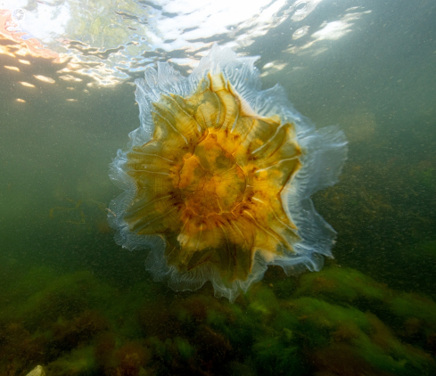 A Lions mane jelly