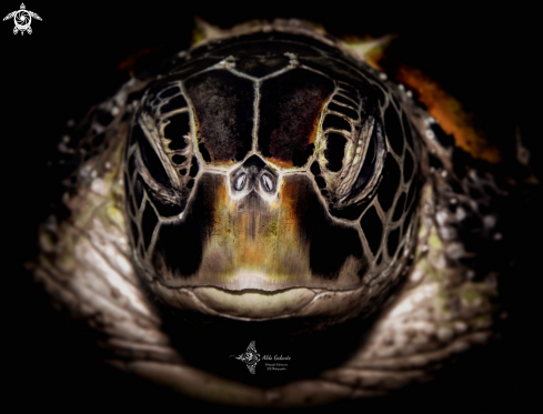 A Chelonia mydas (Linnaeus, 1758) | Green Turtle 