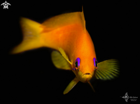 A Anthias 