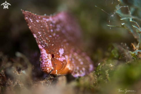 A Spiny Waspfish 