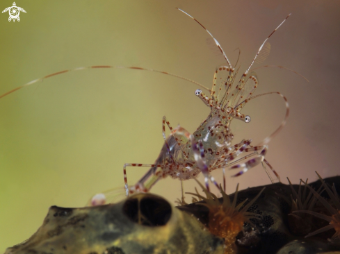 A Spotted Cleaner Shrimp