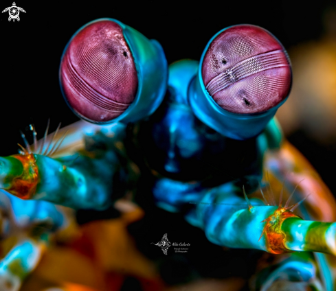 A Odontodactylus scyllarus (Linnaeus, 1758)  | Mantis Shrimp